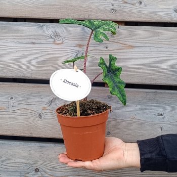 Alocasia tandurusa (Alokázia) ´JACKLYN´ - kont. C1L, výška 20-25 cm